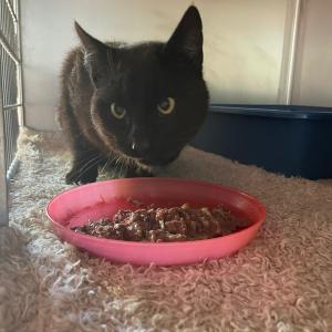 📌 Fundkatze aus Esens 📌

Dieser unkastrierte Kater wurde in Raum Esens gefunden.
Er hat komplett schwarzes Fell.
Ist nicht gechipt
unkastrierter Kater
lieb zutraulich

Vielleicht wird Sie ja vermisst dann bitte bei uns melden 🙂
Wer etwas gehört hat oder etwas weiß meldet sich bitte telefonisch im Tierheim Hage unter 04938 425 oder per Mail tierheim-hage@t-online.de
Wir möchten darauf hinweisen, dass das Aussetzen von Hunden und Katzen, die bei uns als Fundtiere eintreffen und bei denen sich herausstellt, dass diese vorsätzlich ausgesetzt wurden, diese Vorgänge grundsätzlich von uns zur Anzeige gebracht werden! 
Gerne teilen!