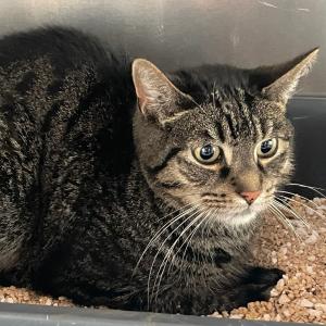 📌Fundtier aus Holtriem📌
Dieser kastrierte Kater wurde im Raum Holtriem – Westerholt gefunden.
Er ist lieb und zutraulich 
Kastriert
Keine Kennzeichnung weder Chip noch eine Kennzeichnung im Ohr

Wer etwas gehört hat oder etwas weiß meldet sich bitte telefonisch im Tierheim Hage unter 04938 425 oder per Mail tierheim-hage@t-online.de
Wir möchten darauf hinweisen, dass das Aussetzen von Hunden und Katzen, die bei uns als Fundtiere eintreffen und bei denen sich herausstellt, dass diese vorsätzlich ausgesetzt wurden, diese Vorgänge grundsätzlich von uns zur Anzeige gebracht werden! 
Gerne teilen!