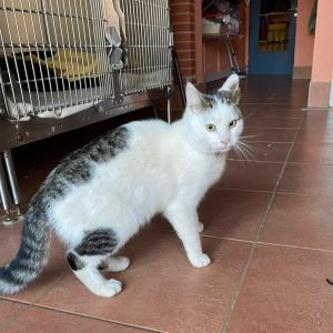 📌Fundtier aus Stedesdorf 📌
Wir haben gestern Nachmittag diesen gepflegten Kater als Fund Tier hereinbekommen. 
Er ist sehr lieb
Trägt ein Halsband
Nicht kastriert und auch nicht gekennzeichnet.

Wer etwas gehört hat oder etwas weiß meldet sich bitte telefonisch im Tierheim Hage unter 04938 425 oder per Mail tierheim-hage@t-online.de
Wir möchten darauf hinweisen, dass das Aussetzen von Hunden und Katzen, die bei uns als Fundtiere eintreffen und bei denen sich herausstellt, dass diese vorsätzlich ausgesetzt wurden, diese Vorgänge grundsätzlich von uns zur Anzeige gebracht werden! 
Gerne teilen!