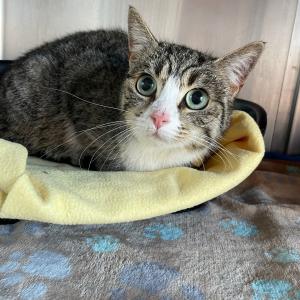 📌Fundtier aus Norden📌
Diese Katze war bereits seit 4 Monaten bei den Findern
Sie ist zutraulich und lieb, daher muss sie ein zuhause gehabt haben und wird vielleicht schon sehnsüchtig vermisst.
Kein Transponder (Bitte lasst eure Katzen chipen und registriert sie bei Tasso)
Weiblich, vermutlich nicht kastriert
Wer etwas gehört hat oder etwas weiß meldet sich bitte telefonisch im Tierheim Hage unter 04938 425 oder per Mail tierheim-hage@t-online.de
Wir möchten darauf hinweisen, dass das Aussetzen von Hunden und Katzen, die bei uns als Fundtiere eintreffen und bei denen sich herausstellt, dass diese vorsätzlich ausgesetzt wurden, diese Vorgänge grundsätzlich von uns zur Anzeige gebracht werden! 
Gerne teilen!