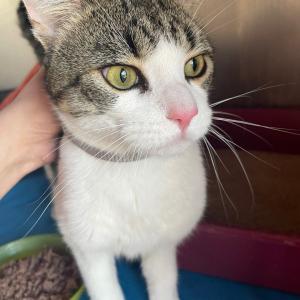📌 Fundtier aus Dornum 📌

🐱EKH
🐱männlich-kastriert
🐱gechipt = Tasso ist bereits informiert

Der zutraulicher Kater wartet bei uns darauf abgeholt zu werden. Wie bereits oben erwähnt ist Tasso informiert, aber für den Fall das die dort hinterlegten daten nicht mehr aktuell sind teilen wir es zur Sicherheit auch noch mal hier.