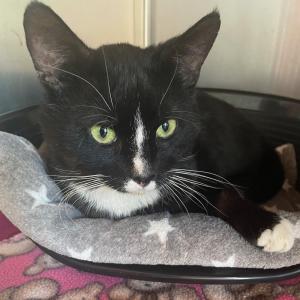 📌 Fundkatze aus Brookmerland 📌

Diese schöne und auch liebe Katze wurde in Marienhafe - Alter Postweg gefunden.

Geschlecht wurde noch nicht festgestellt... vermutlich männlich

nicht gechipt

Vielleicht wird Sie ja vermisst dann bitte bei uns melden :)
Wer etwas gehört hat oder etwas weiß meldet sich bitte telefonisch im Tierheim Hage unter 04938 425 oder per Mail tierheim-hage@t-online.de
Wir möchten darauf hinweisen, dass das Aussetzen von Hunden und Katzen, die bei uns als Fundtiere eintreffen und bei denen sich herausstellt, dass diese vorsätzlich ausgesetzt wurden, diese Vorgänge grundsätzlich von uns zur Anzeige gebracht werden! 
Gerne teilen!