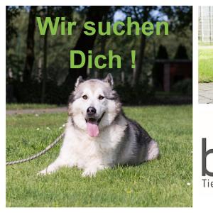 ❌ Wir suchen Dich ❌
Wir suchen einen Bufdi (m/w/d), der ein Jahr lang in Vollzeit bei uns arbeiten möchte und seine ersten Erfahrungen sammeln möchte. Du hast Lust, in einem tollen Team einer sinnvollen Aufgabe nachzugehen? ....
Du liebst den Umgang mit Katzen 🐈 und Hunden 🐕? Hast keine Scheu, Dir auch mal die Hände schmutzig zu machen?..
...dann heißen wir Dich als unseren neuen Bundesfreiwilligendienstler (Bufdi) herzlich bei uns willkommen! 😁
Das solltest Du mitbringen:
- Liebe und Respekt zum Tier 🐶🐱
- Teamfähigkeit 🤝🏼 - Zuverlässigkeit 👍🏻
- einen Führerschein der Klasse B 🚙(wäre von Vorteil)</li>
- du solltest mindestens 18 Jahre alt sein
☝🏻 Das erwartet Dich:
- Zuneigung und Zeit mit den Tieren 💕
- ein tolles Team an deiner Seite 💪🏻
- Vermittlung der Tiere in ein glückliches Zuhause🏡
- Einblicke in den tierärztlichen Alltag 👩🏻‍⚕️
- Seminare zur Weiterbildung 👨🏻‍🏫
Wenn wir Dein Interesse geweckt haben, dann melde Dich gerne telefonisch bei uns unter 04938/425 oder schreibe uns eine Mail an tierheim-hage@t-online.de 🥰 Wir freuen uns auf Dich! 😁🐶🐱 Dein Team vom Tierheim Hage 🐕🐈
