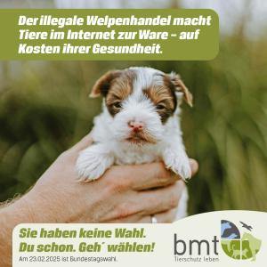 🗣️Deine Stimme zählt – gestalte die Zukunft mit!
Illegale Welpenhändler machen aus Tieren bloße Ware – auf Kosten ihrer Gesundheit. Viele Welpen werden unter grausamen Bedingungen gezüchtet, viel zu früh von ihren Müttern getrennt und krank verkauft.
Am 23.02.2025 ist Bundestagswahl.✍🏼
Informiere dich und triff eine bewusste Entscheidung:
🔗 Mehr zur Wahl: www.bpb.de