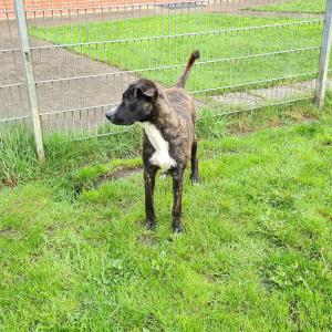 Tier der Woche
Name:	Flory
Rasse:	Mischling 
Alter:	05.07.2024
Geschlecht:	weiblich, kastriert

Flory ist eine junge, sehr agile Hündin. Sie liebt es zu toben und besitzt einen großen Bewegungsdrang. Im Umgang mit Menschen ist sie sehr freundlich und liebt ausgiebige Streicheleinheiten. Flory beherrscht schon ein paar Grundkommandos, der Besuch einer guten Hundeschule wird aber trotzdem auf jeden Fall empfohlen. Aufgrund ihrer Größe und ihres etwas ungestümen Umgangs sollte Flory nicht in einen Haushalt zusammen mit kleinen Kindern leben. 

Flory ist geimpft, gechipt und kastriert.

Wenn Sie Flory kennenlernen möchten, melden Sie sich bitte bei uns: 
Tierheim Hage, Hagermarscher Straße 11, 26524 Hage, Telefon 04938/425 oder 
per Mail tierheim-hage@t-online.de. Das Telefon ist täglich von 14.00h – 16.00h besetzt.
Interessententermine incl. Gassigehen: nur nach telefonischer Terminvereinbarung 
Weitere Tiere finden Sie auf unserer Homepage unter www.tierheim-hage.de