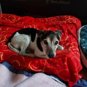 er wurde abgeholt Danke fürs teilen :)

📌Fundtier aus Holtriem📌
Dieser Jack Russel wurde im Raum Holtriem gefunden.
Er ist lieb und zutraulich 
unkastriert
Wer etwas gehört hat oder etwas weiß meldet sich bitte telefonisch im Tierheim Hage unter 04938 425 oder per Mail tierheim-hage@t-online.de
Wir möchten darauf hinweisen, dass das Aussetzen von Hunden und Katzen, die bei uns als Fundtiere eintreffen und bei denen sich herausstellt, dass diese vorsätzlich ausgesetzt wurden, diese Vorgänge grundsätzlich von uns zur Anzeige gebracht werden! 
Gerne teilen!