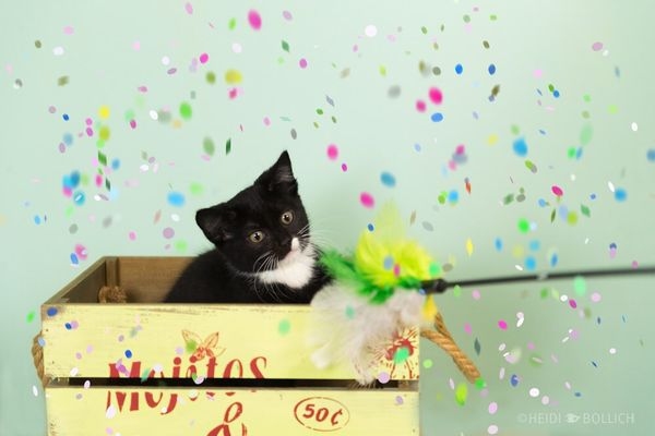 Katze mit Konfetti